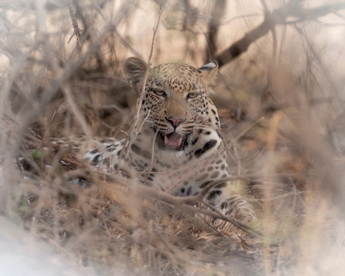 Leopard after the&nbsp;kill