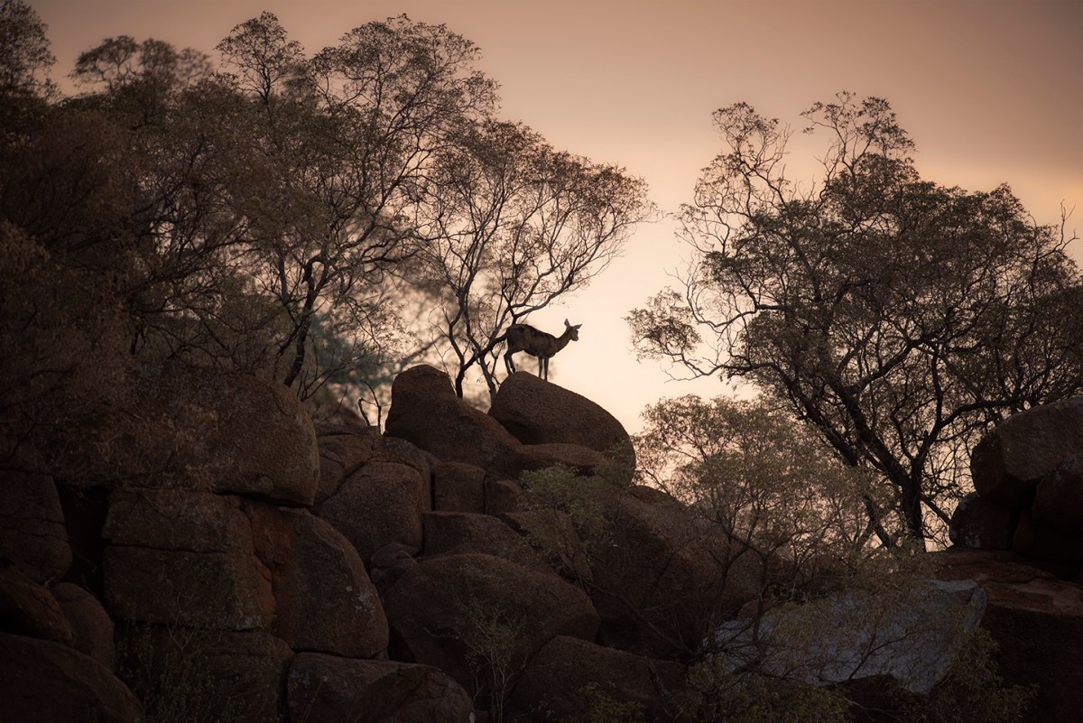 Klipspringer on the&nbsp;rocks