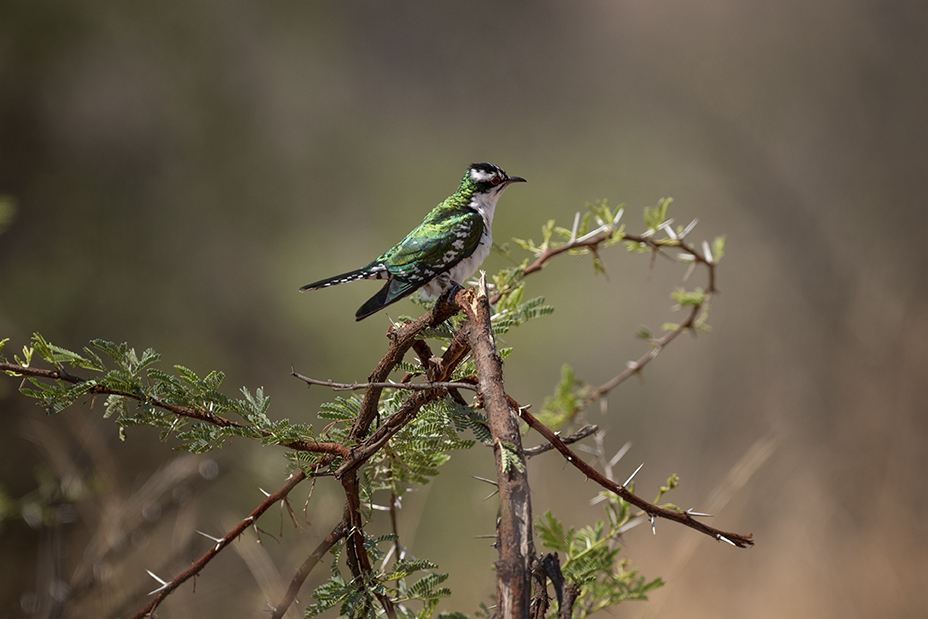 Diederik cuckoo