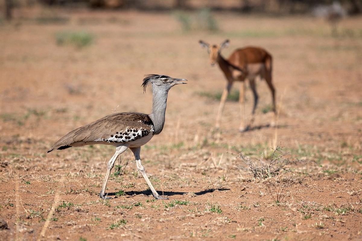 Kori bustard on the&nbsp;move