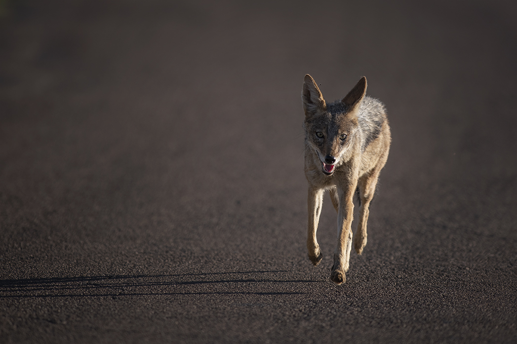 Black-backed jackal in a&nbsp;hurry