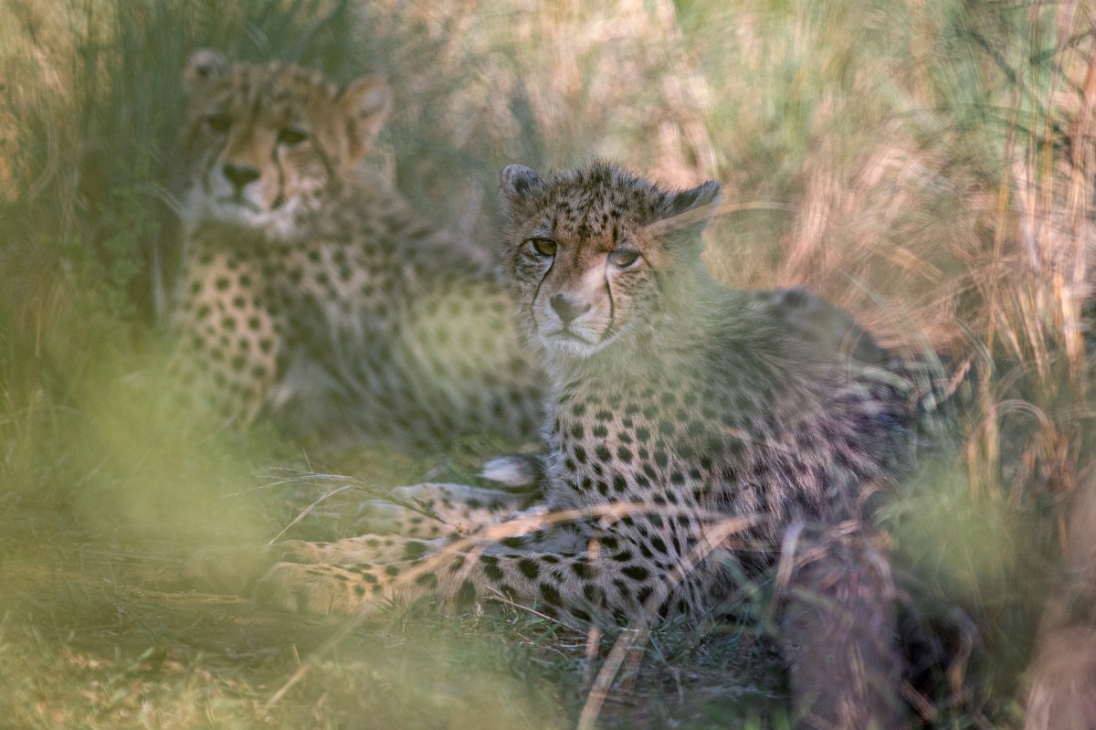 Cheetah cubs behind a&nbsp;tree