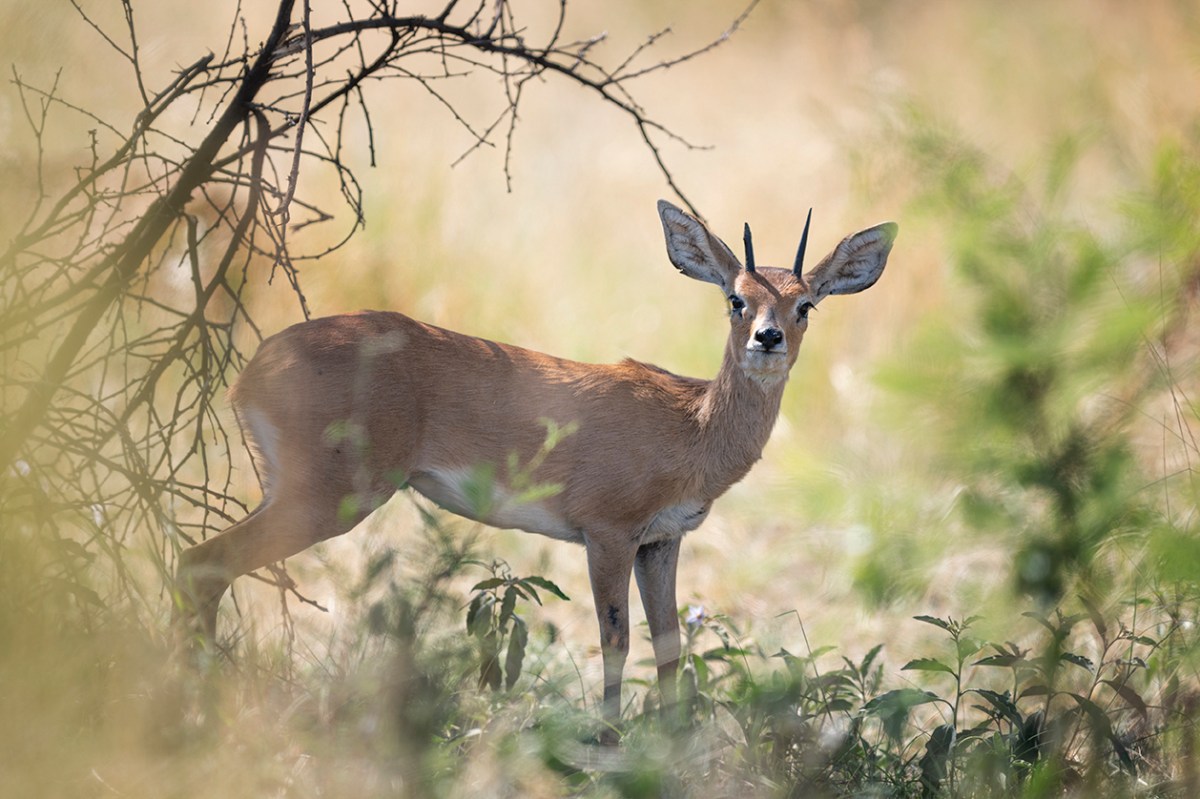 Steenbok male