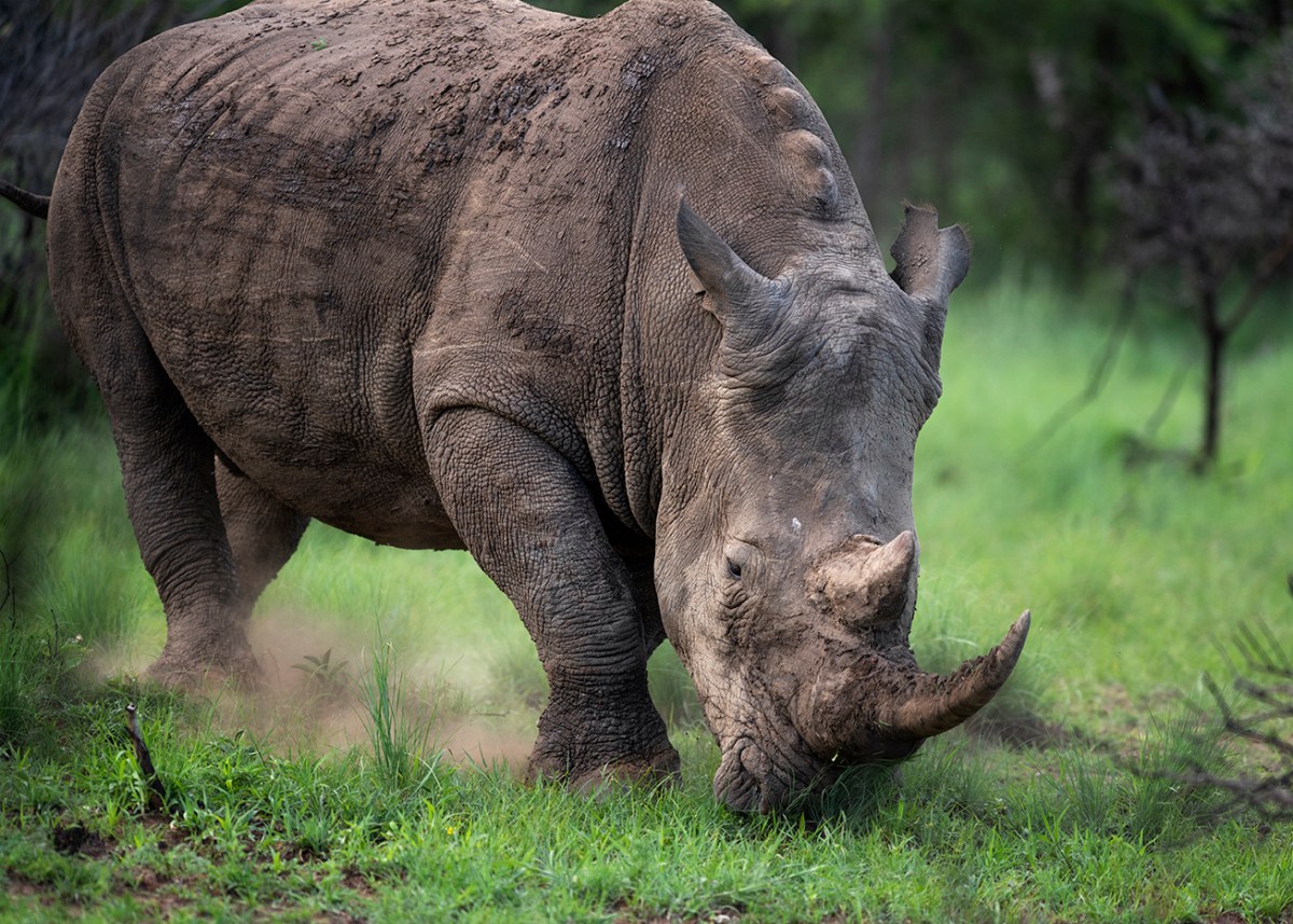 White rhino kicking up&nbsp;dust