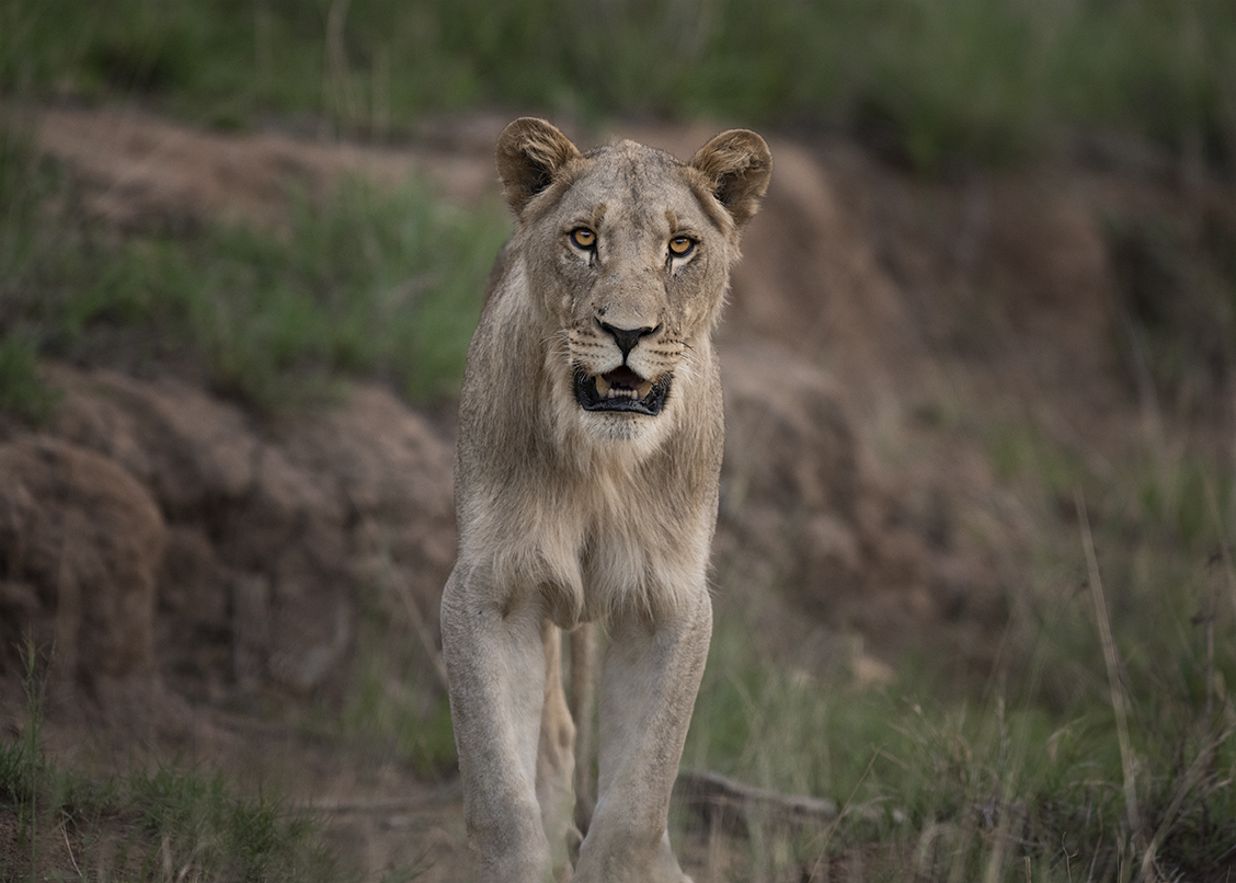 Lioness staring at&nbsp;me