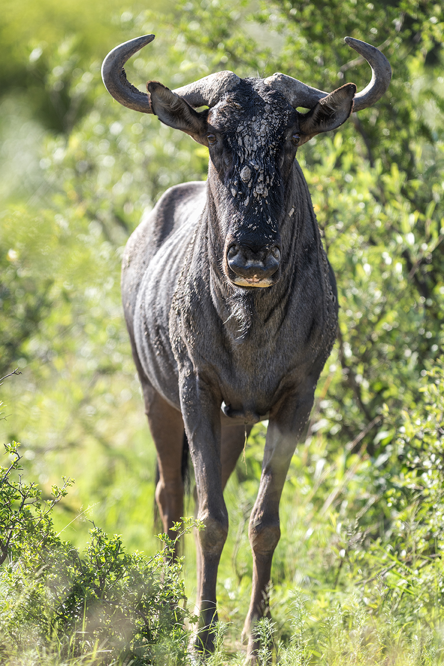 Blue wildebeest