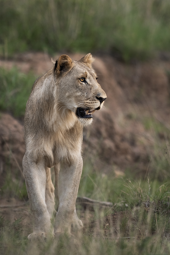 Young male lion