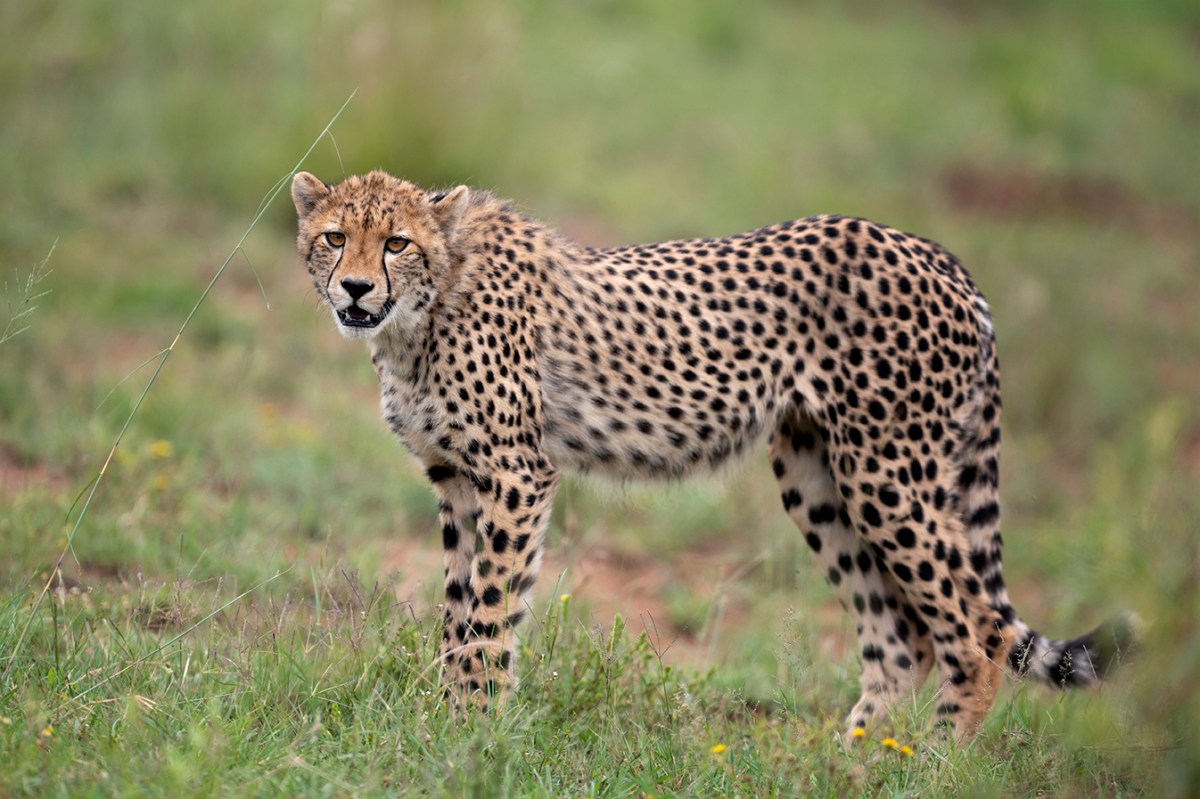 Young cheetah