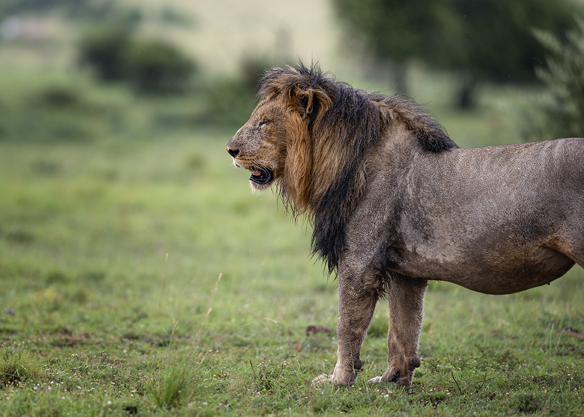 Male lion on a wet&nbsp;morning