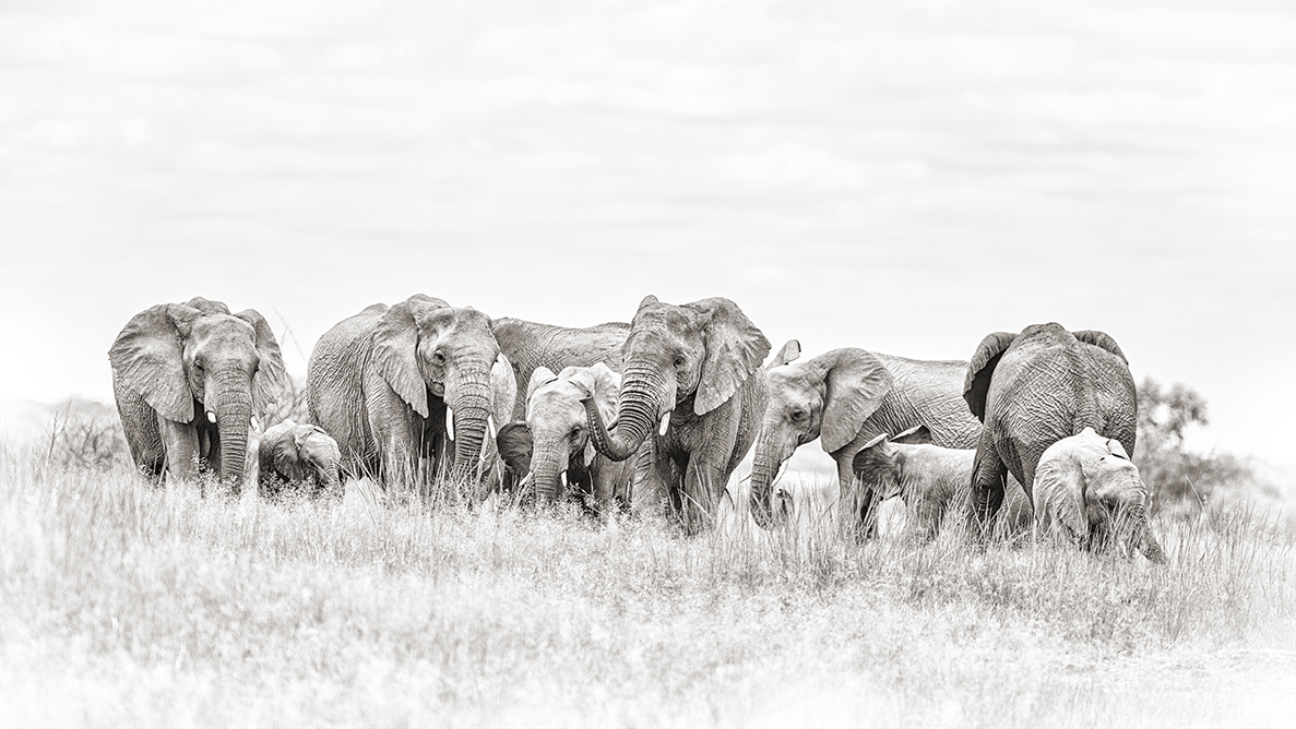 Elephant herd