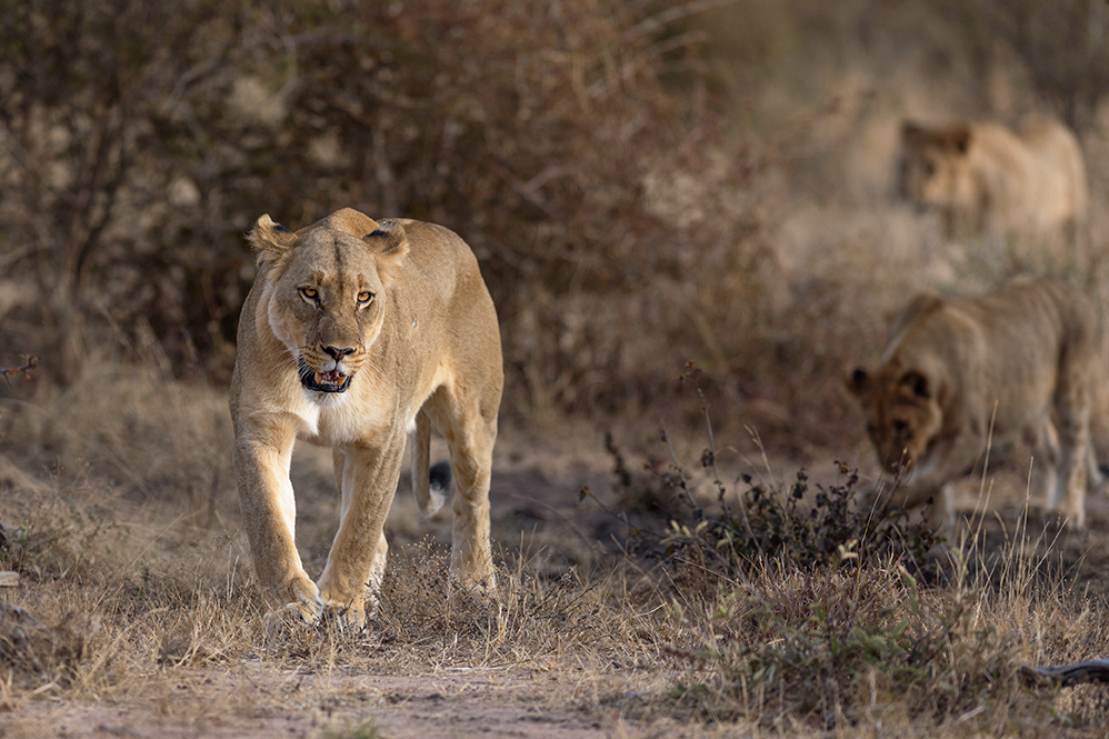 Lion with cubs