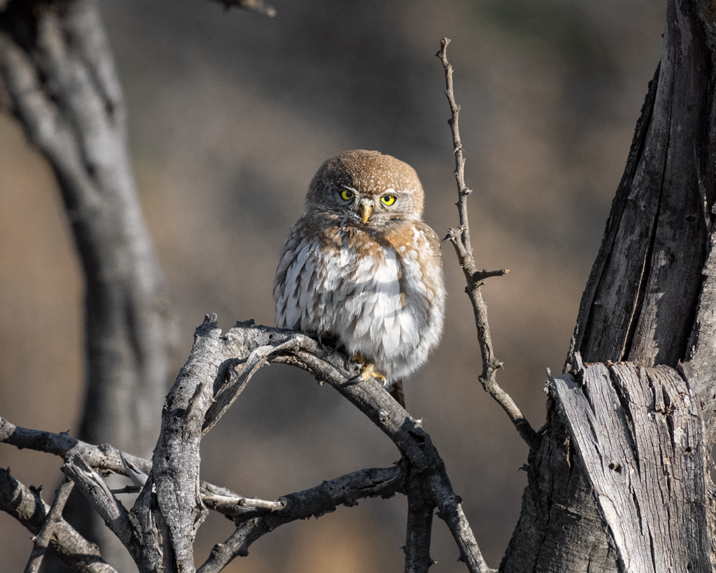 Pearl-spotted owlet