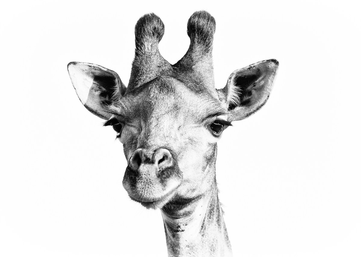 Portrait of a&nbsp;giraffe