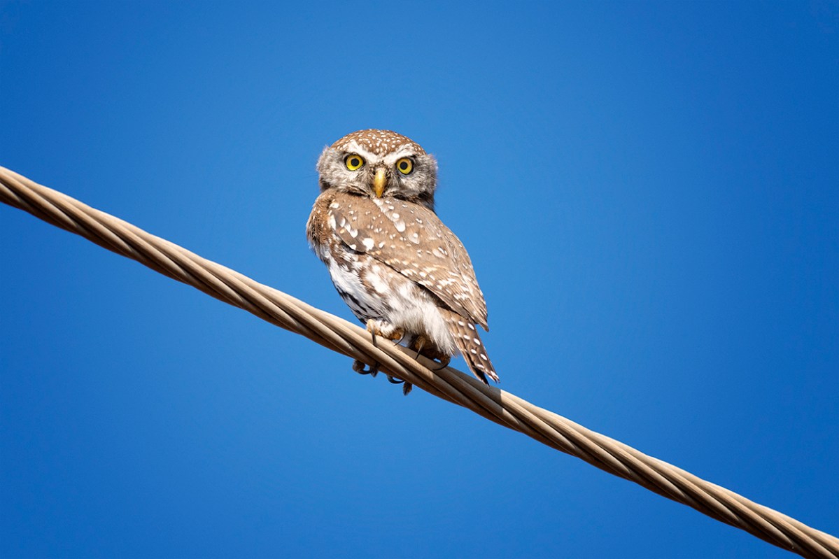 Pearl-spotted owlet