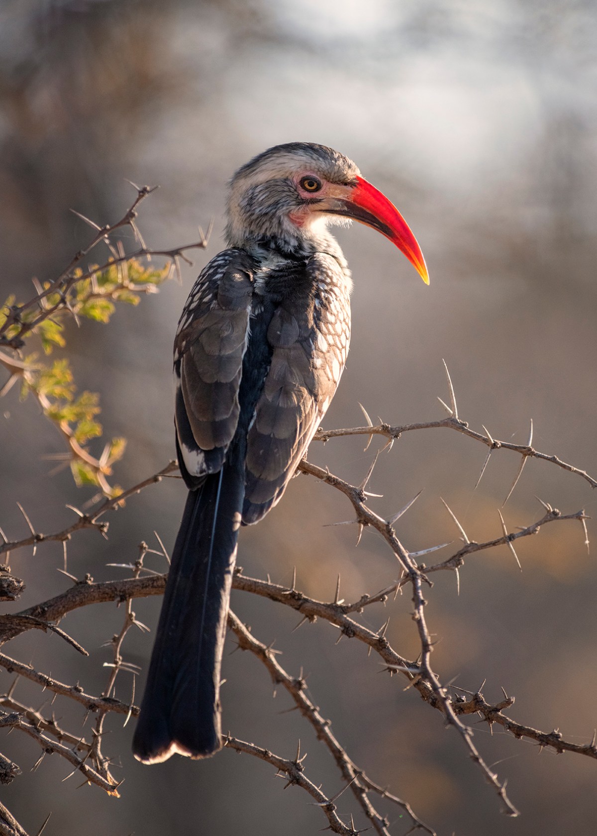 Southern red-billed hornbill
