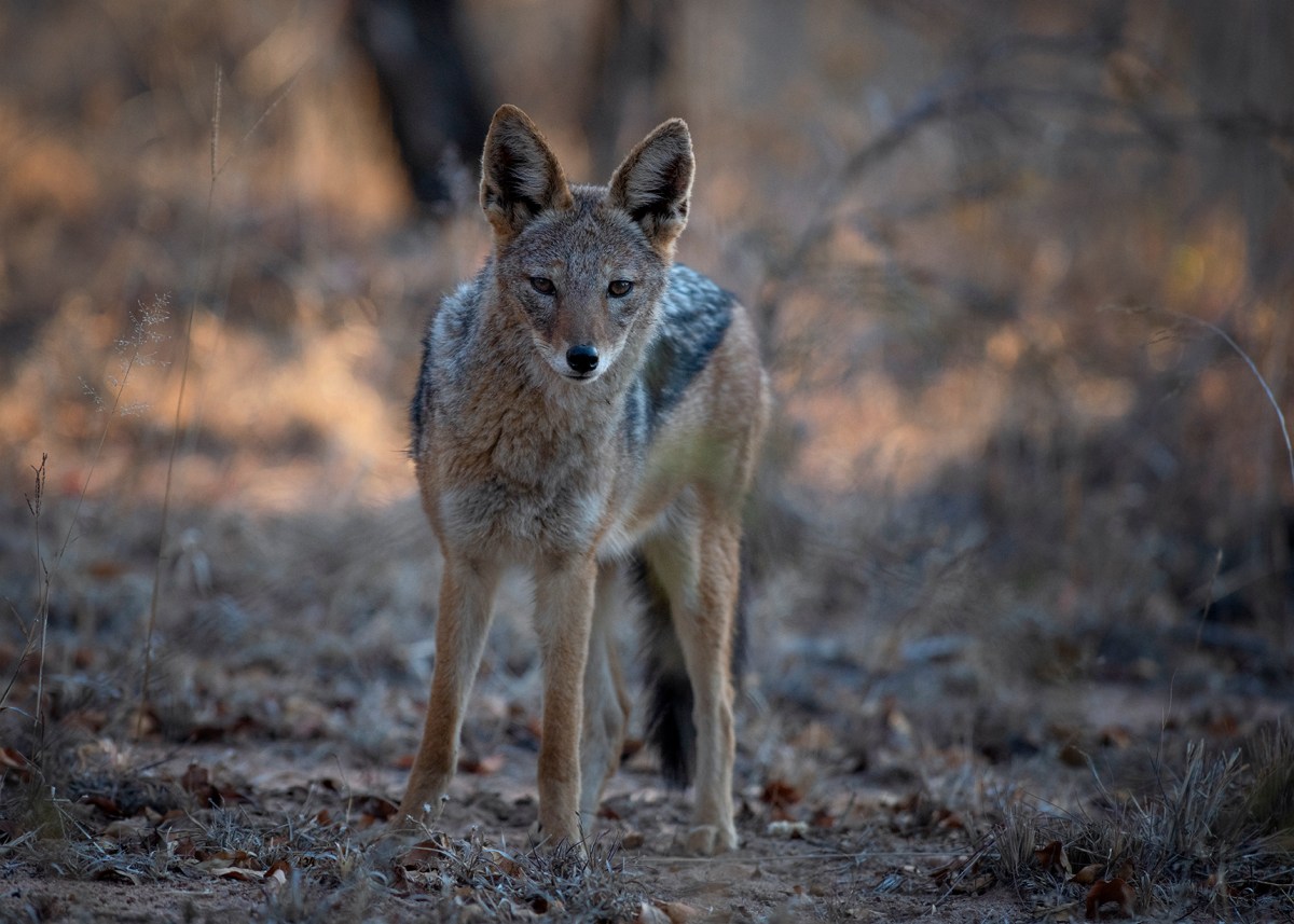 Jackal in the evening&nbsp;light