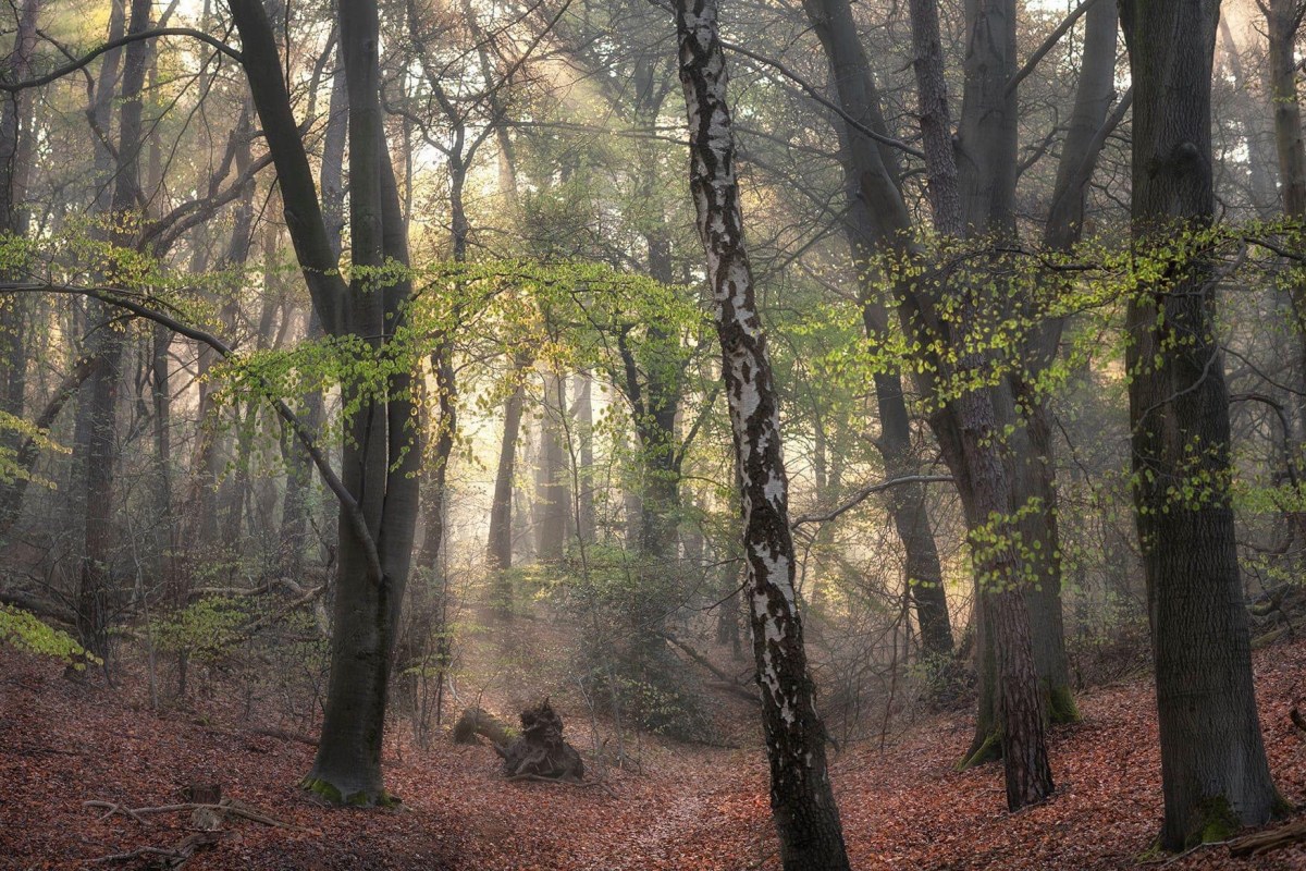 Spring on the&nbsp;beech