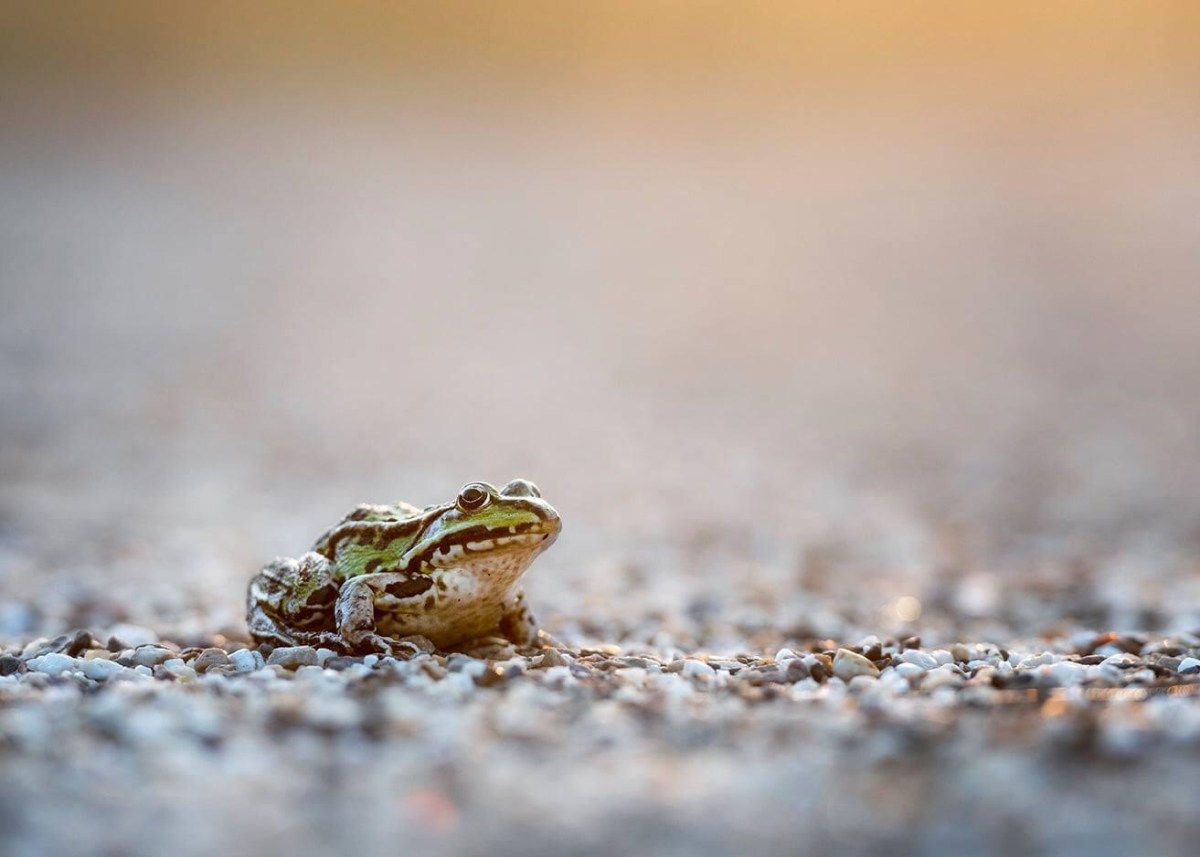 Frog in the morning&nbsp;sun