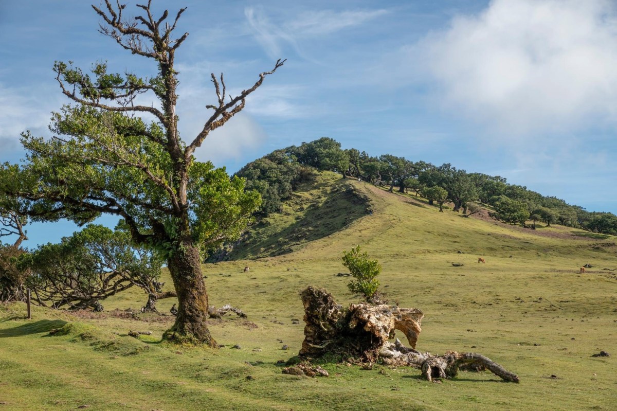 Madeira 10: To Fanal and&nbsp;back