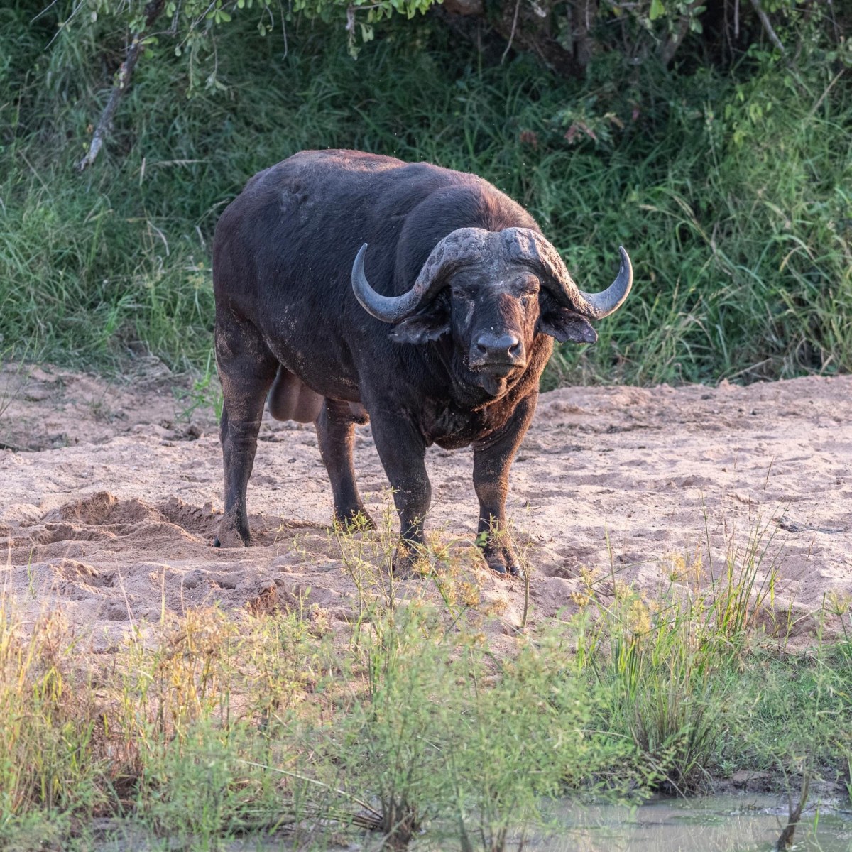 Buffalo