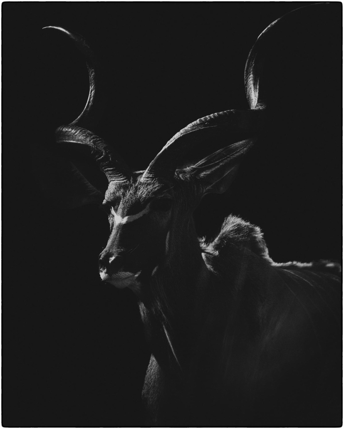Kudu