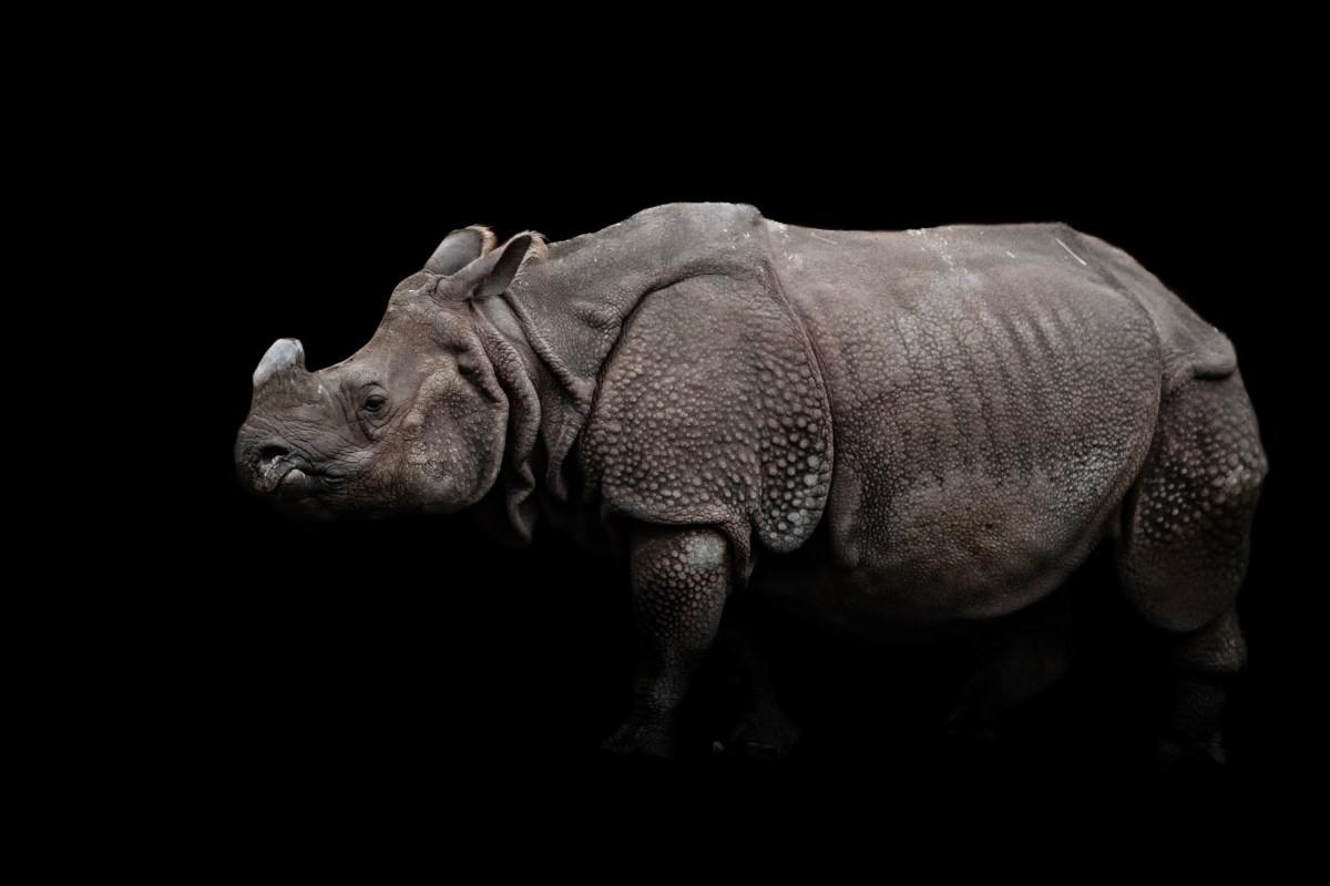 A new rhino